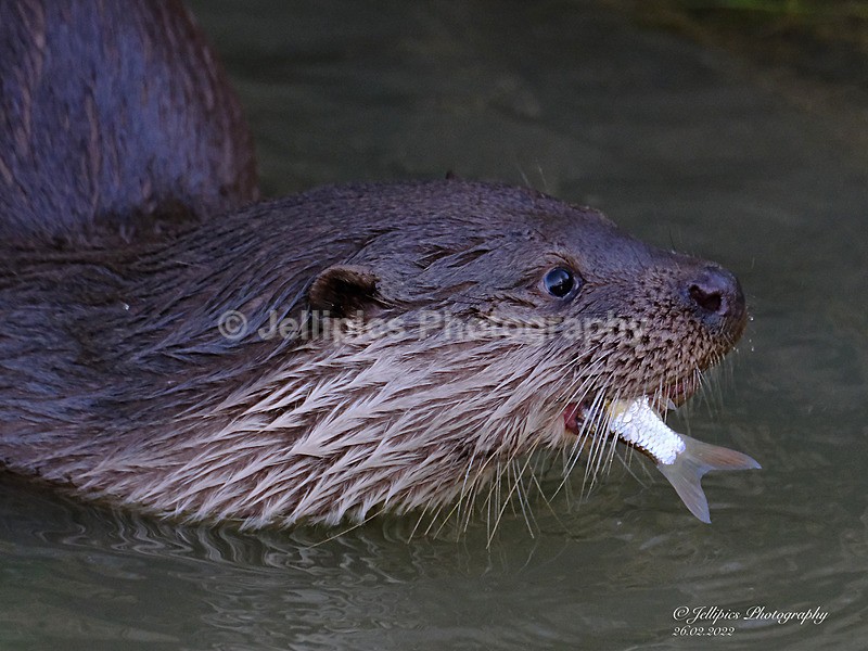  - Wildlife and Nature
