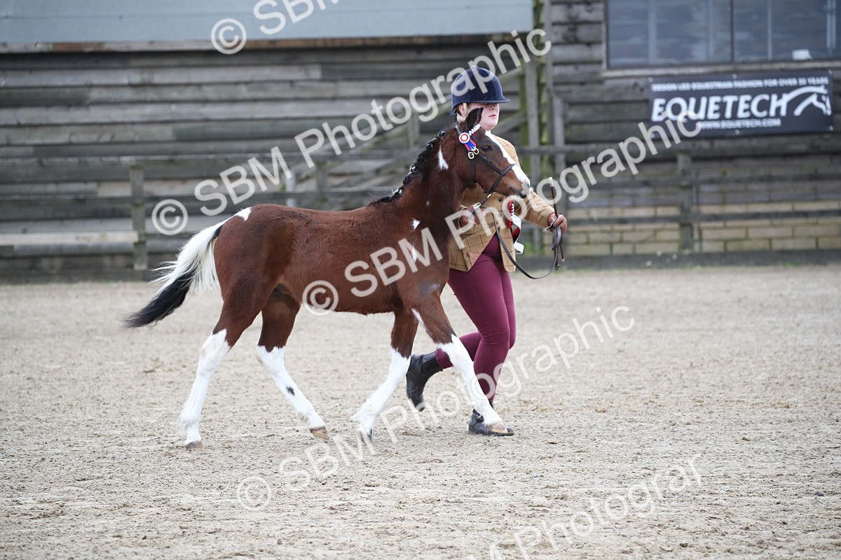 SBM_004591 - Class 5-9 - NPS In Hand-Show Hunter-Intermediate Ridden Inc Ridden Championship