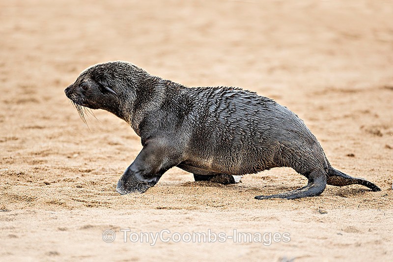 Fur Seal  (pup) - The Skeleton Coast