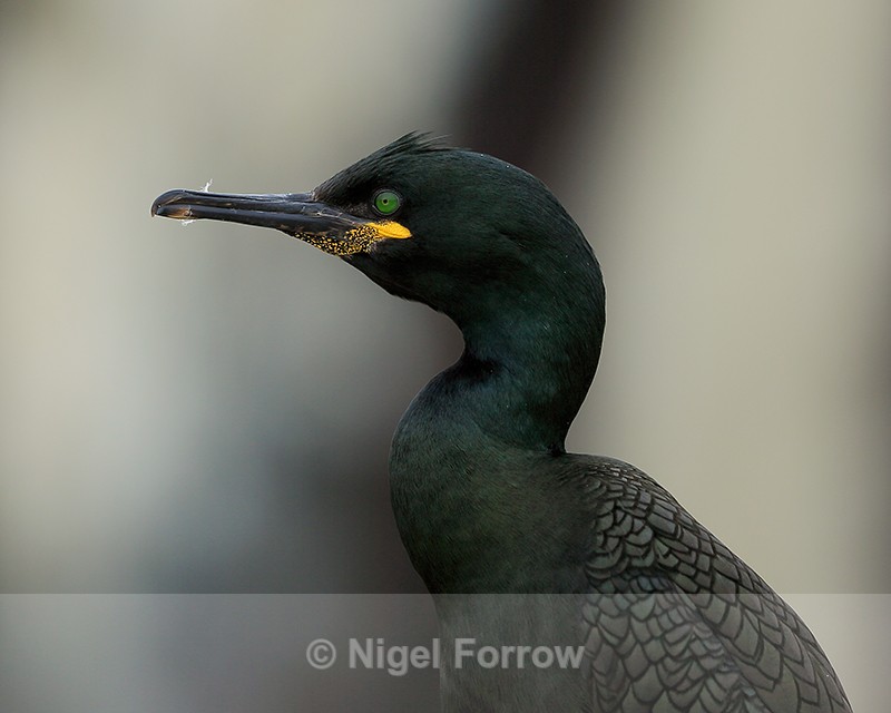 Shag close-up, Farne Islands - Shag
