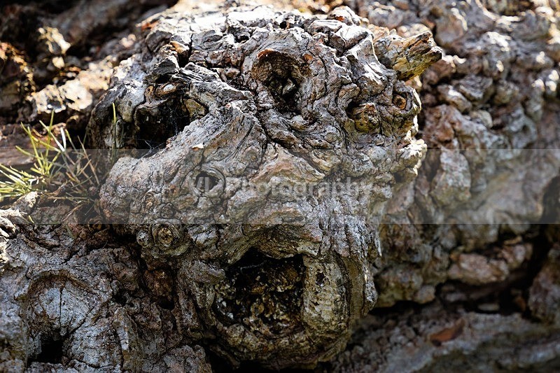 1G5A2932 - Plants and Trees