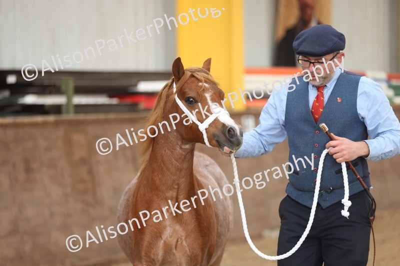 20251109-0513 - Class 18 - Yearling, Colt, Filly or Gelding