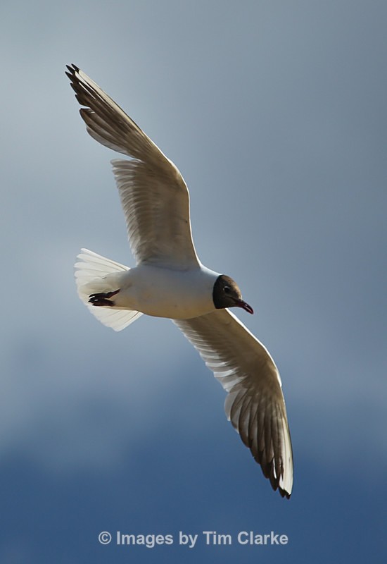 Gull in Flight 5514 - Wildlife