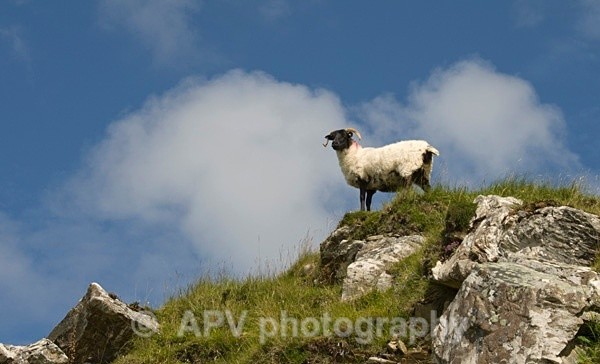 Connemara Sheep - Travel Images