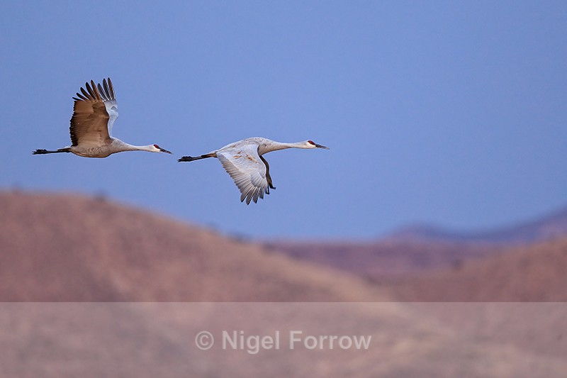 Sandhill Crane pair in flight, Bosque del Apache, New Mexico - Sandhill Crane