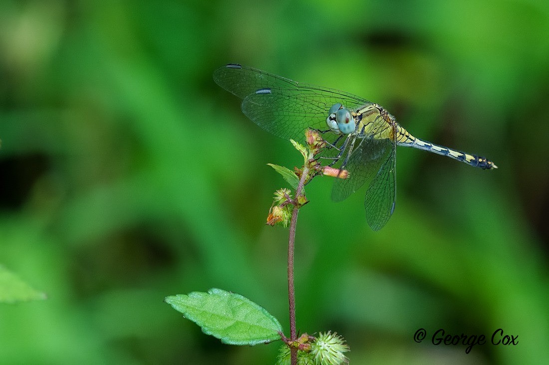 Chalky Percher - Sri Lanka