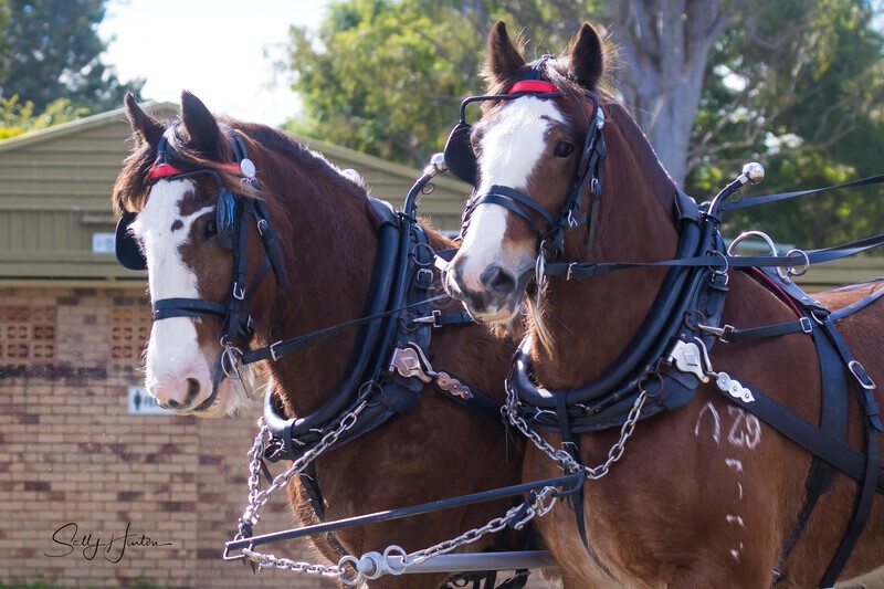Clydesdales tacked up portrait pair 1.0A3A7878 - 2025 Senic Rim Clydesdale Spectacular