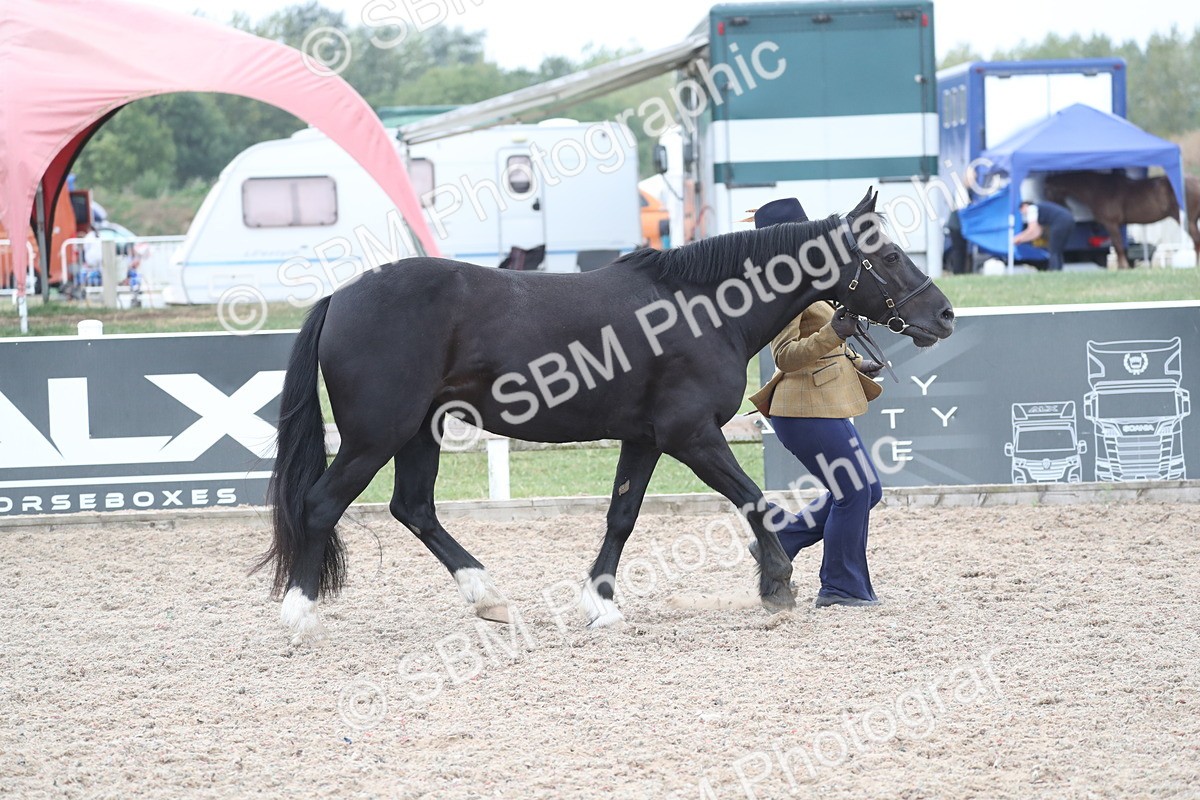 SBM_17968 - Class 317 IH Pure bred Horse/Pony