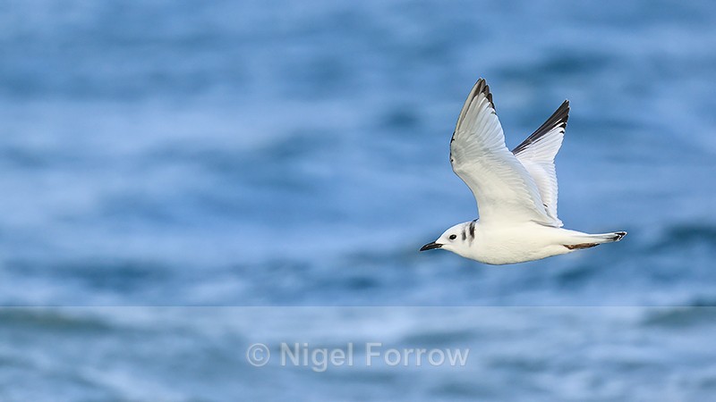 Juvenile Kittiwake flying, wings up, Snæfellsnes peninsula, Iceland - Kittiwake
