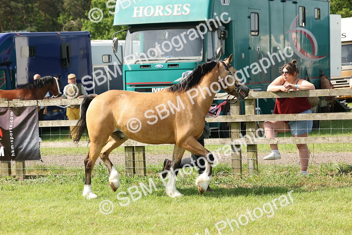 SBM_02205 - Class 6-13 - Mountatin and Moorland In Hand Welsh Breeds