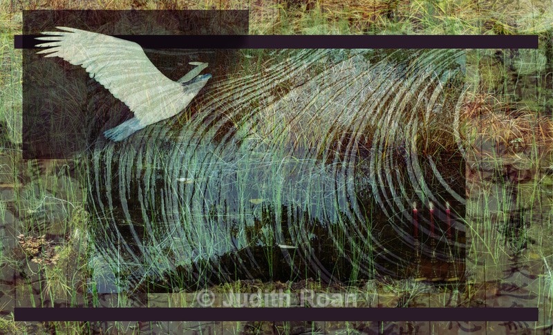 Eagle Montage - Photo Montages