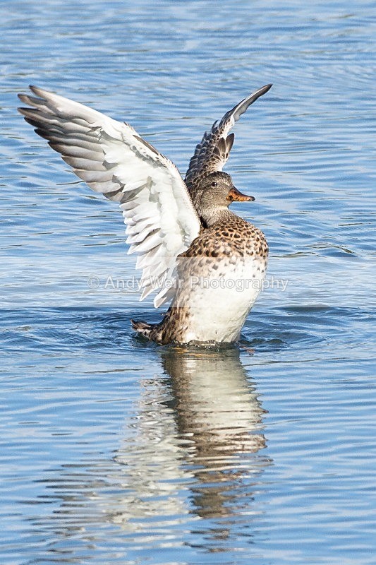20121001-_MG_0696 - Gadwall