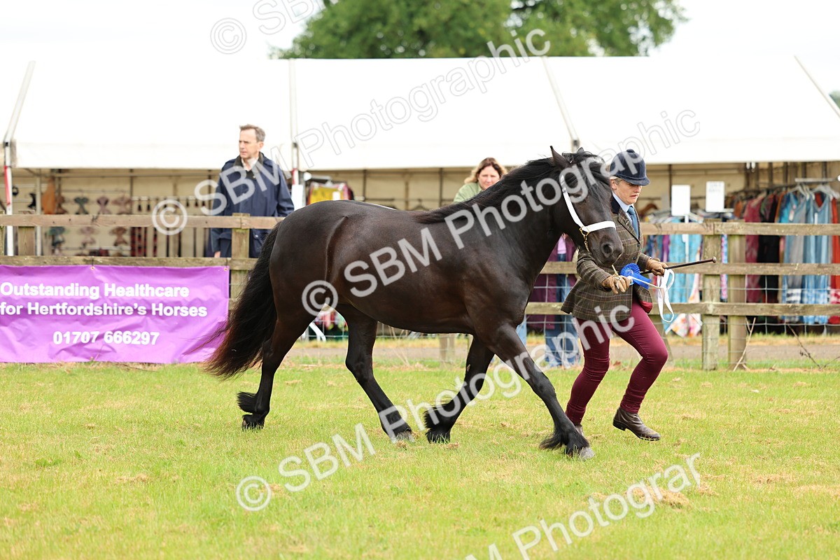 SBM_00458 - Class 58-67 - M&M Non Welsh Pony In hand