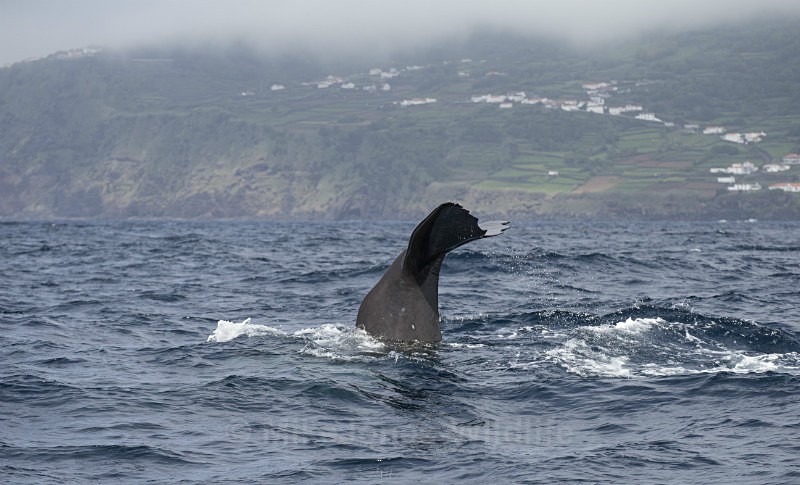 Sperm Whale Fluke, Pico Island, Azores - WHALES. Azores, Scotland, Iceland.