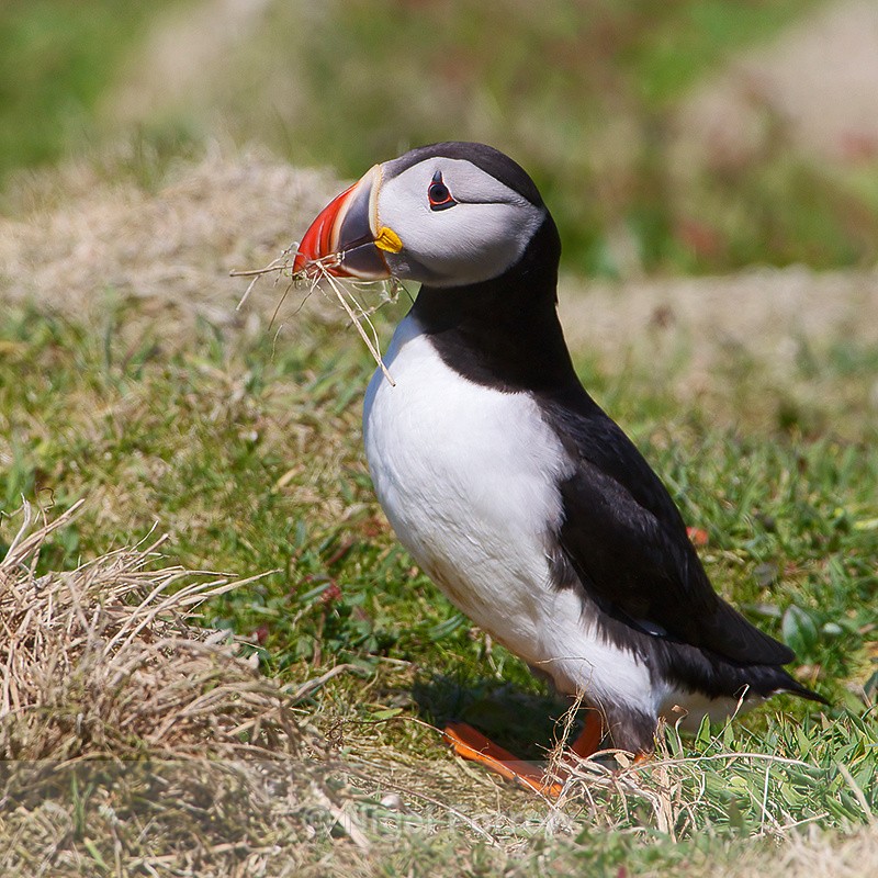 Puffin collecting nest material outside its burrow - Puffin
