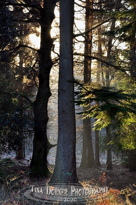 Sunrise through pine Trees from Autumn Forest of Dean and Wye Valley Portfolio by Tina Dorner Photography