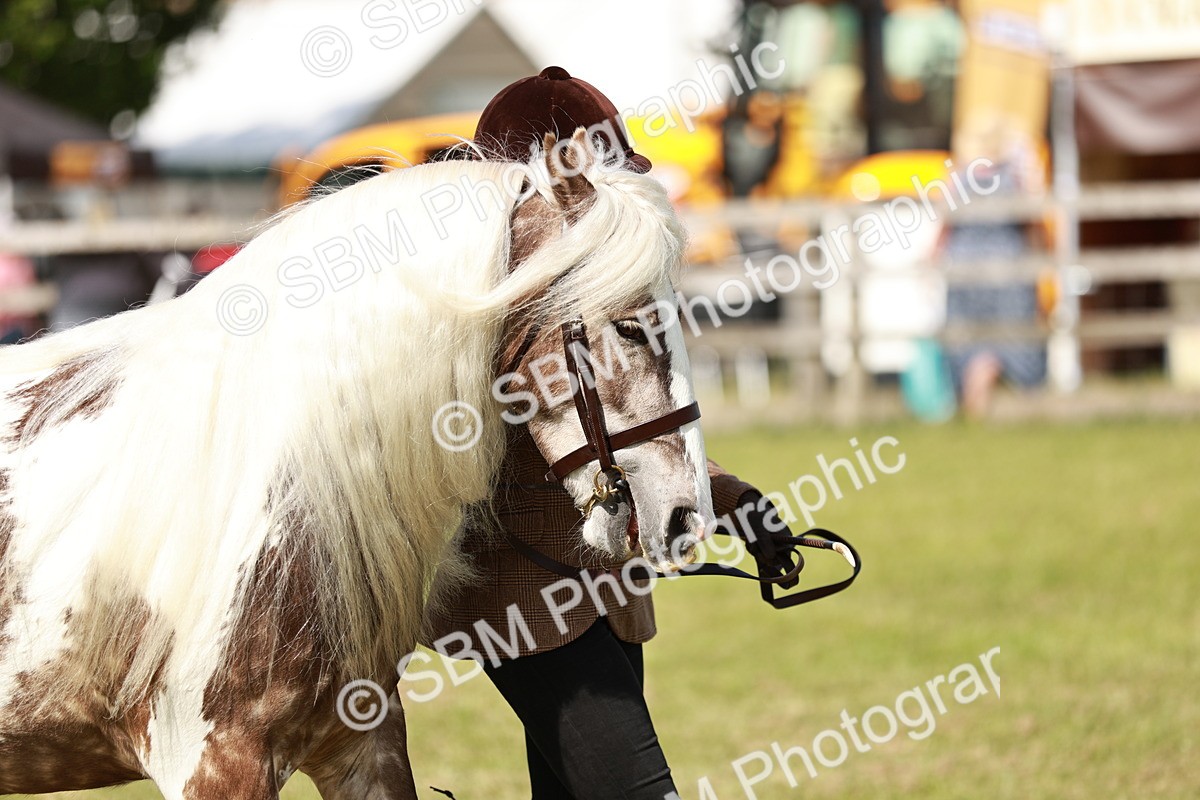 SBM_08843 - Class 63-65 - Traditional Gypsy Cobs In Hand & Ridden