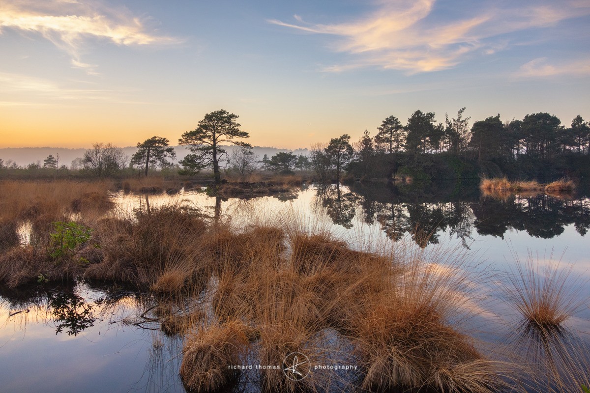 Pond grass - Freshwater