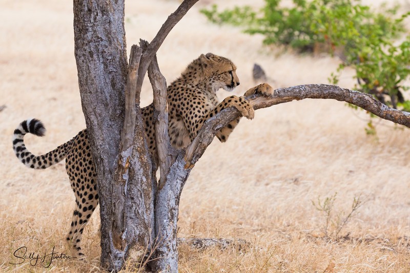 Cheetah Tree 2