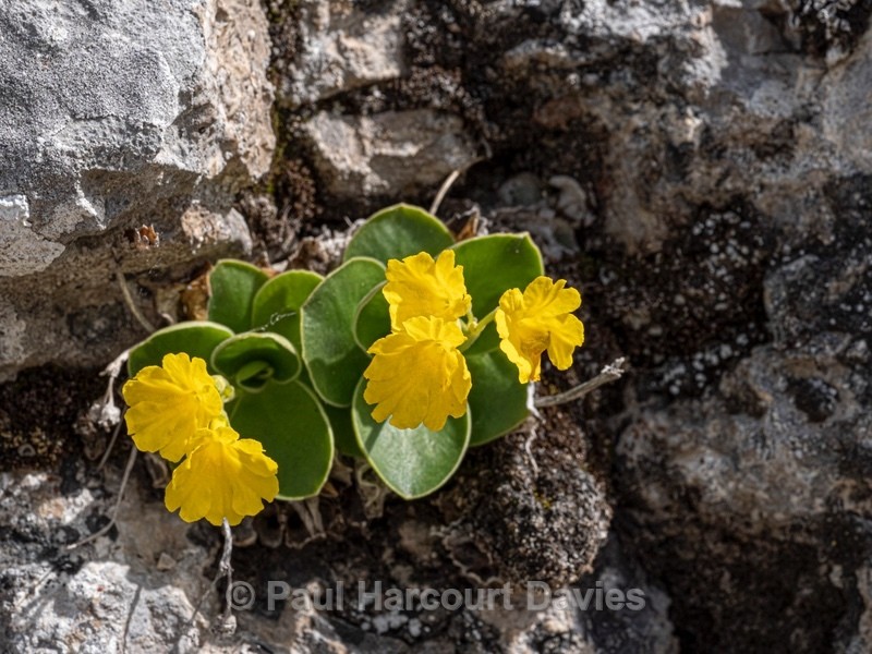 Bear's Ear Primrose (Primula auricula) - Flower Portraits