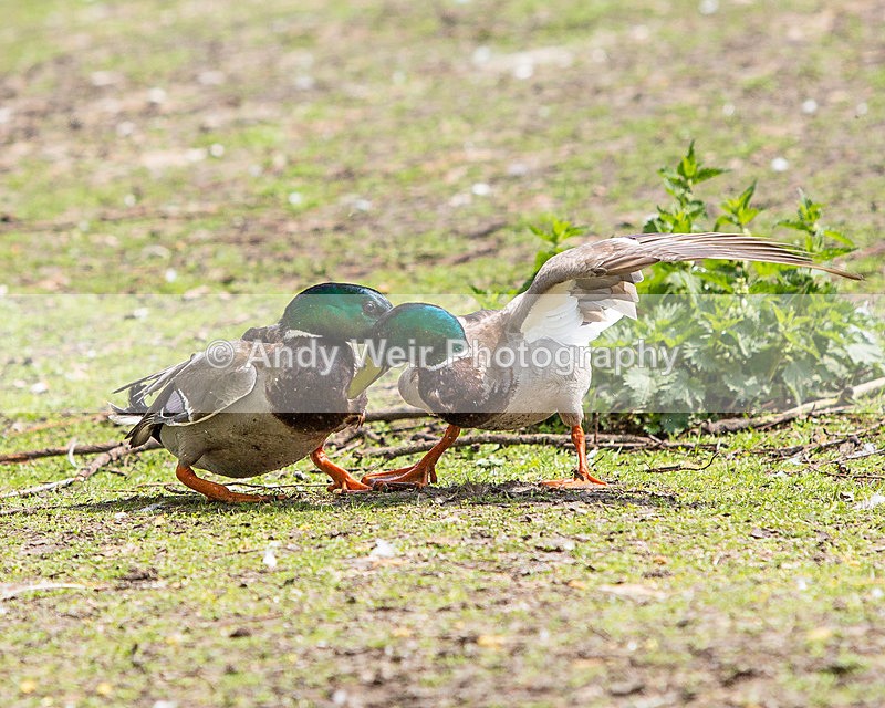 20140419-3K8A0337 - Captive Birds