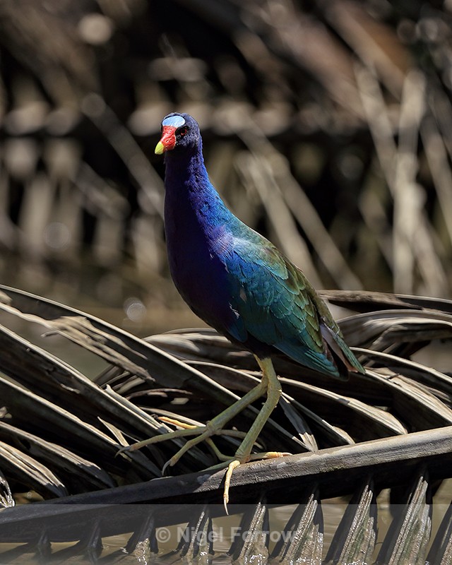 Purple Gallinule, Costa Rica - Purple Gallinule