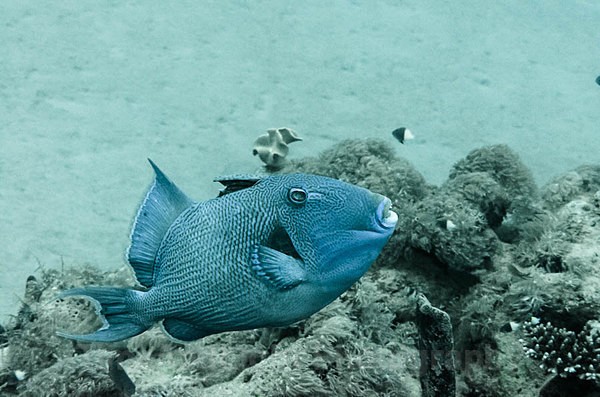 Blue Triggerfish - Red sea Egypt