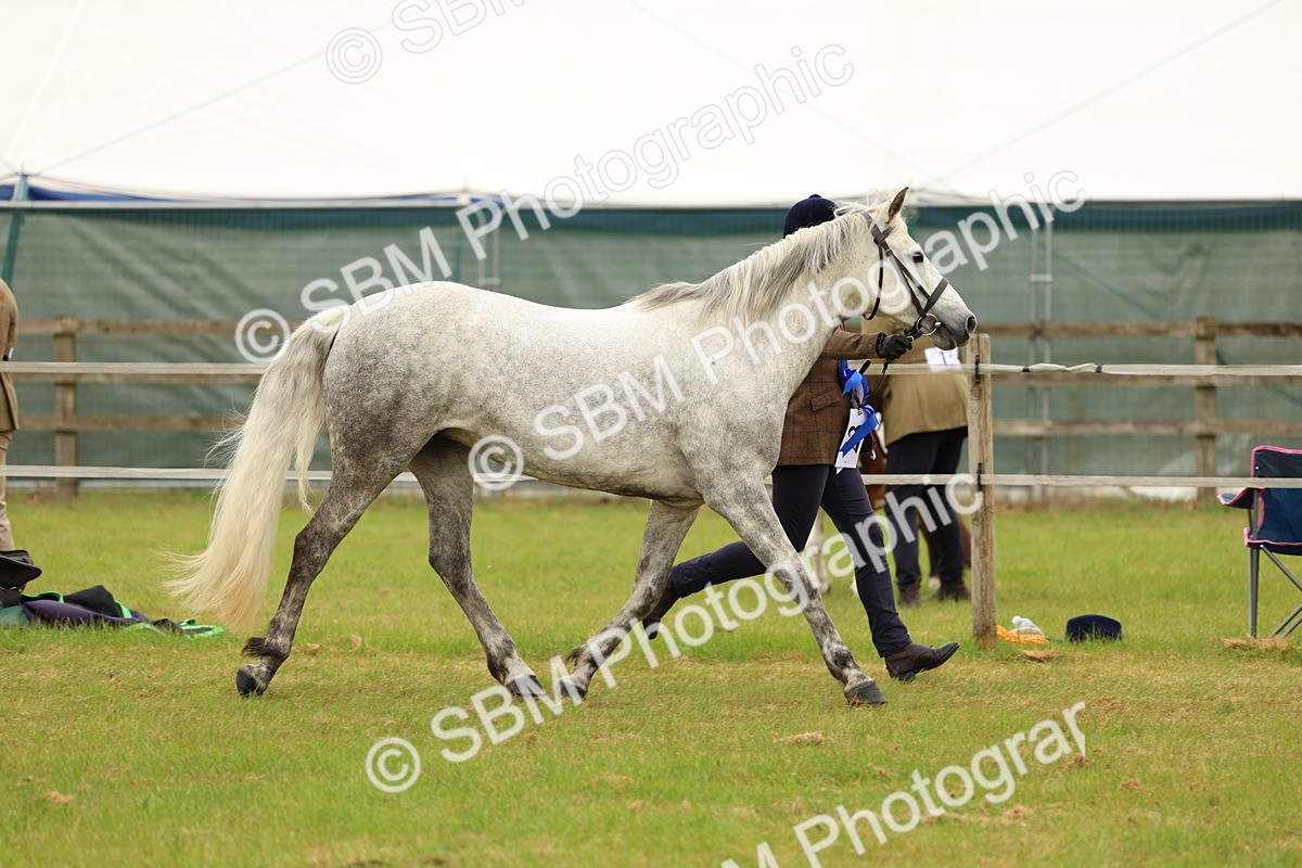SBM_04302 - Class 64-67 - Shetland Pony In Hand