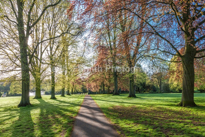8SKJ6776 - Trees in Abington Park
