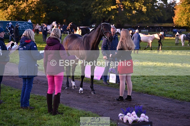 231022-083932-21278 - 611-PASTORAL.DANCER-Dana.Bateman-TrotUp+SJ