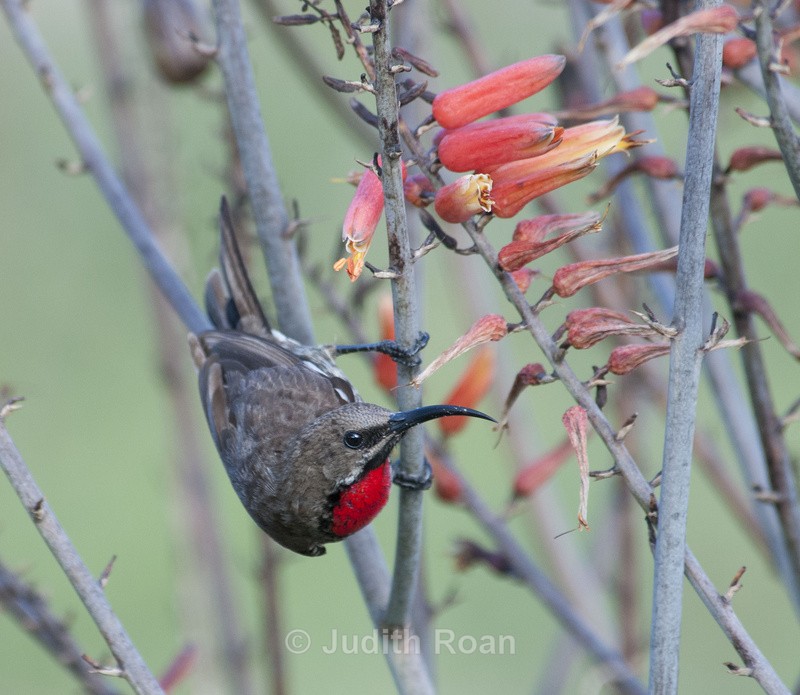 Scarlet-chested Sunbird - Tanzania Birds and Mammals