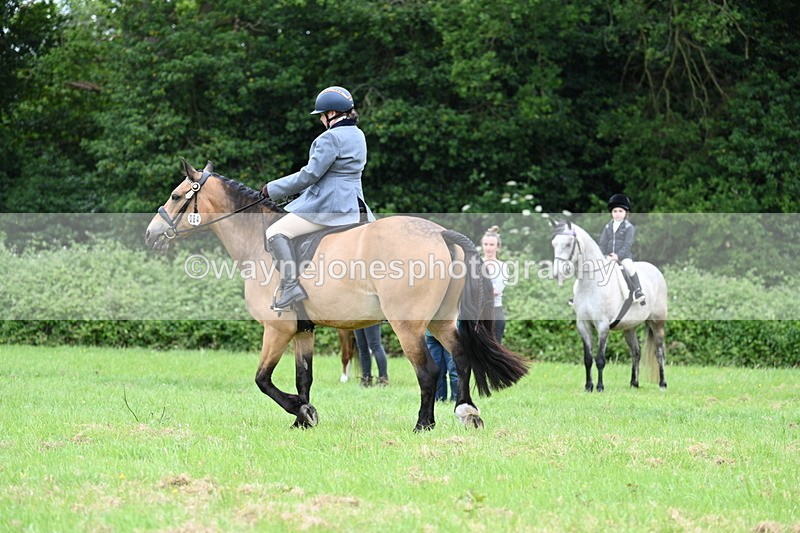 WJ7_3998 - Class 14A Handsome Gelding