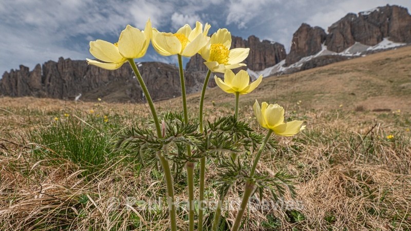 Sulphur Pasque flower (Pulsatilla alpina ssp apiifolia  also P. sulphurea), - Flowers in the Landscape