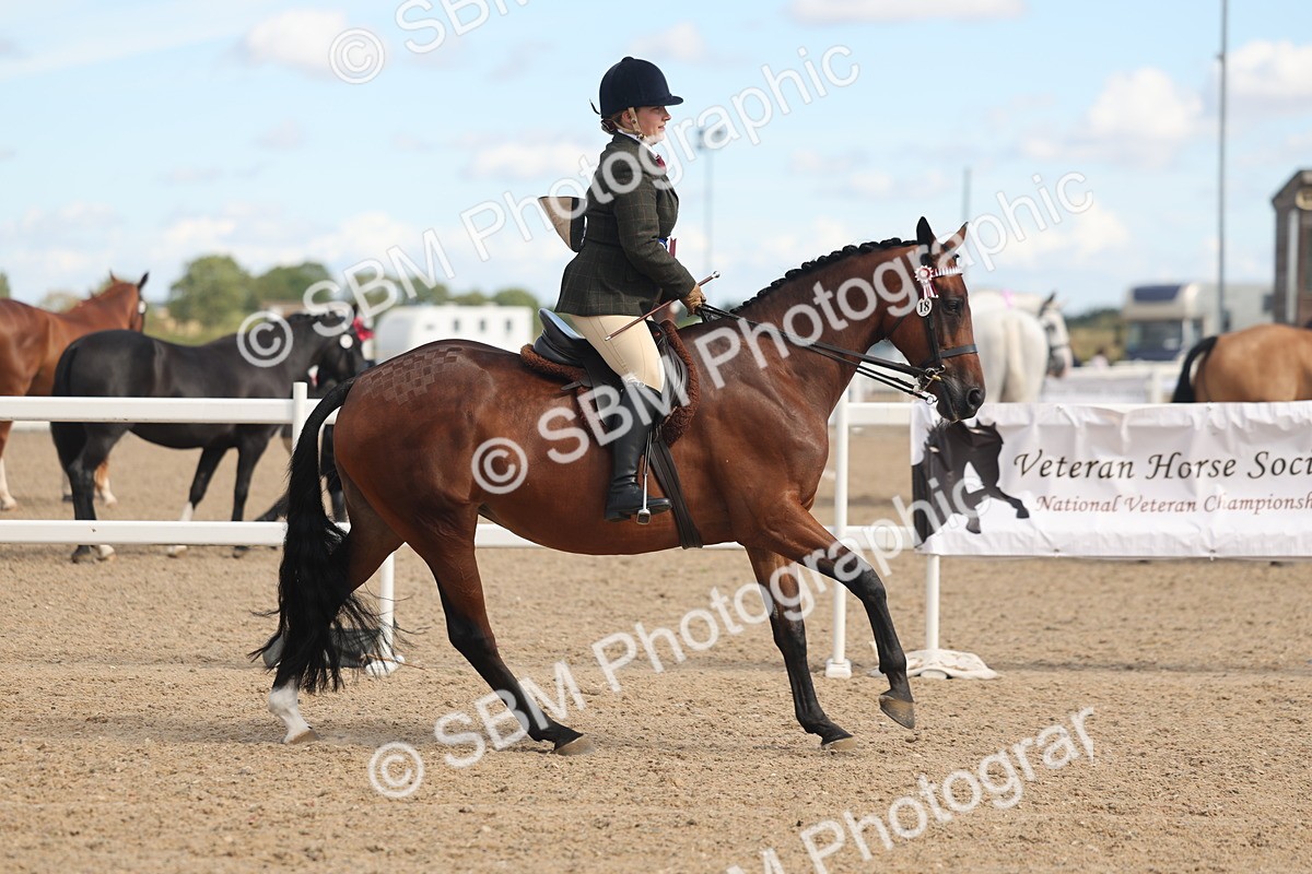 SBM_13215 - Class 306 - Ridden Foreign Breds - Part Bred