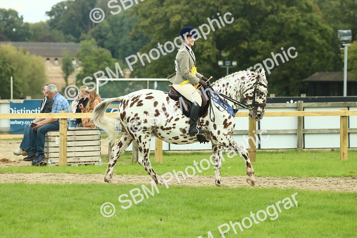 SBM_62567 - S62 - Foreign Breeds Ridden