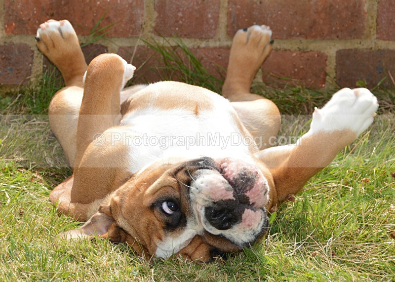  - Bulldogs