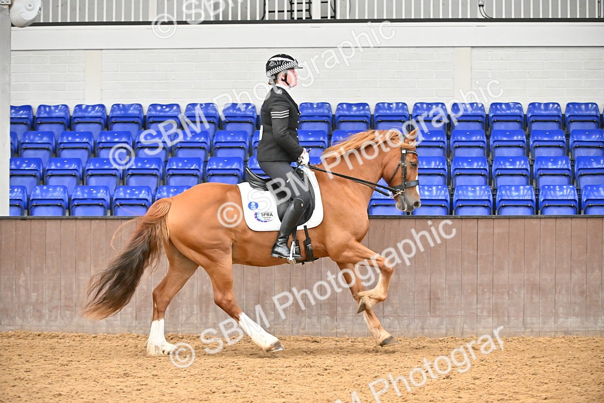 SBM_001449 - Class 19,20 - Ridden Native, Foreign Breeds & Warmbloods