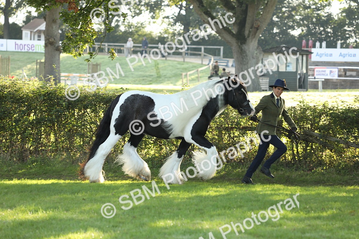 SBM_60850 - S43 - Coloured Pony In Hand