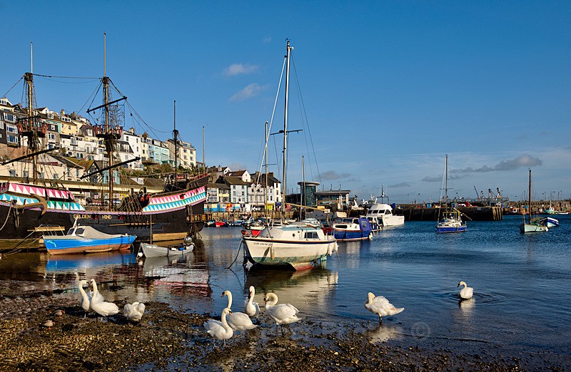Swans at Brixham early morning - Brixham and Broadsands