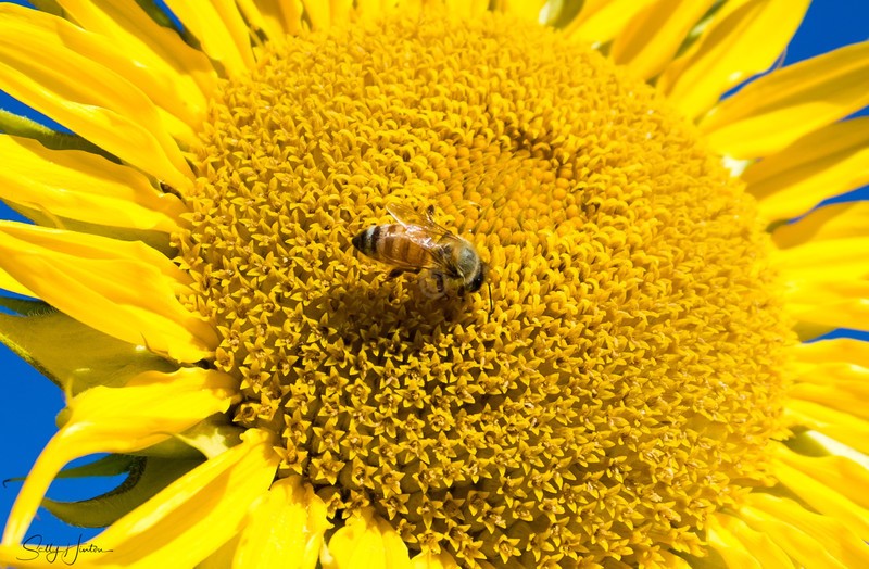 Sunflower and Bee 20