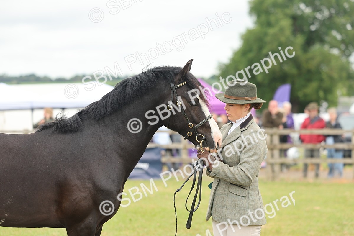 SBM_04820 - Class 50-57 - M&M Welsh Pony In Hand
