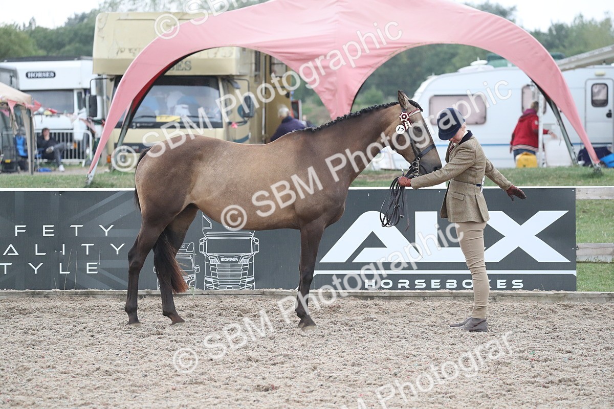 SBM_18384 - Class 318 IH Part bred Horse/Pony