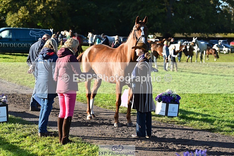 231022-095148-22078 - 484-JESATRAN.FIRECRACKER-Sally.Morton-TrotUp+SJ