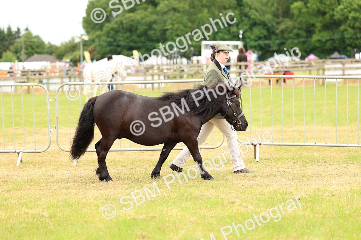 SBM_04323 - Class 64-67 - Shetland Pony In Hand