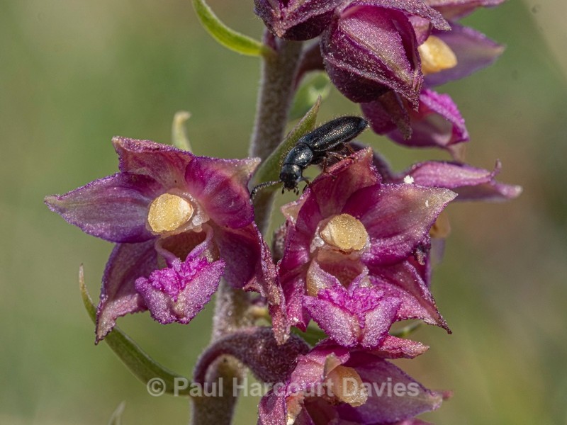 Dark red helleborine (Epipactis atrorubens). - Wild Orchids 2021