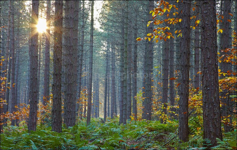 sunburst pine - Photographs of Woodland & Rivers