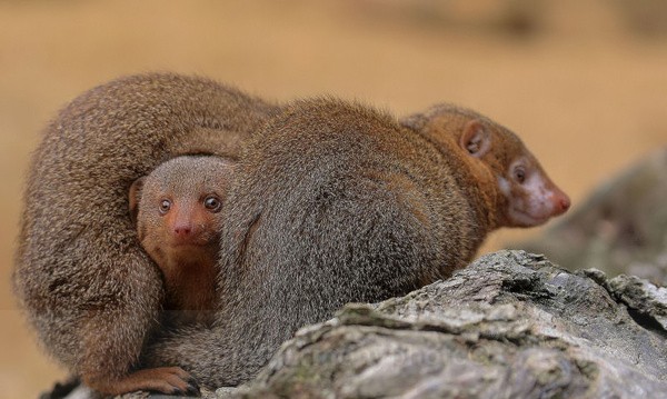 Mongoose Juvenile - Captured Wild life/Domestic/ livestock Animals