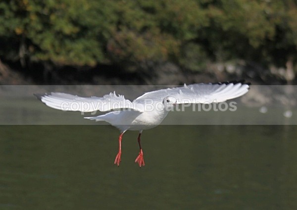 090917 SEAGULL08 IMG_7162 - Wildlife