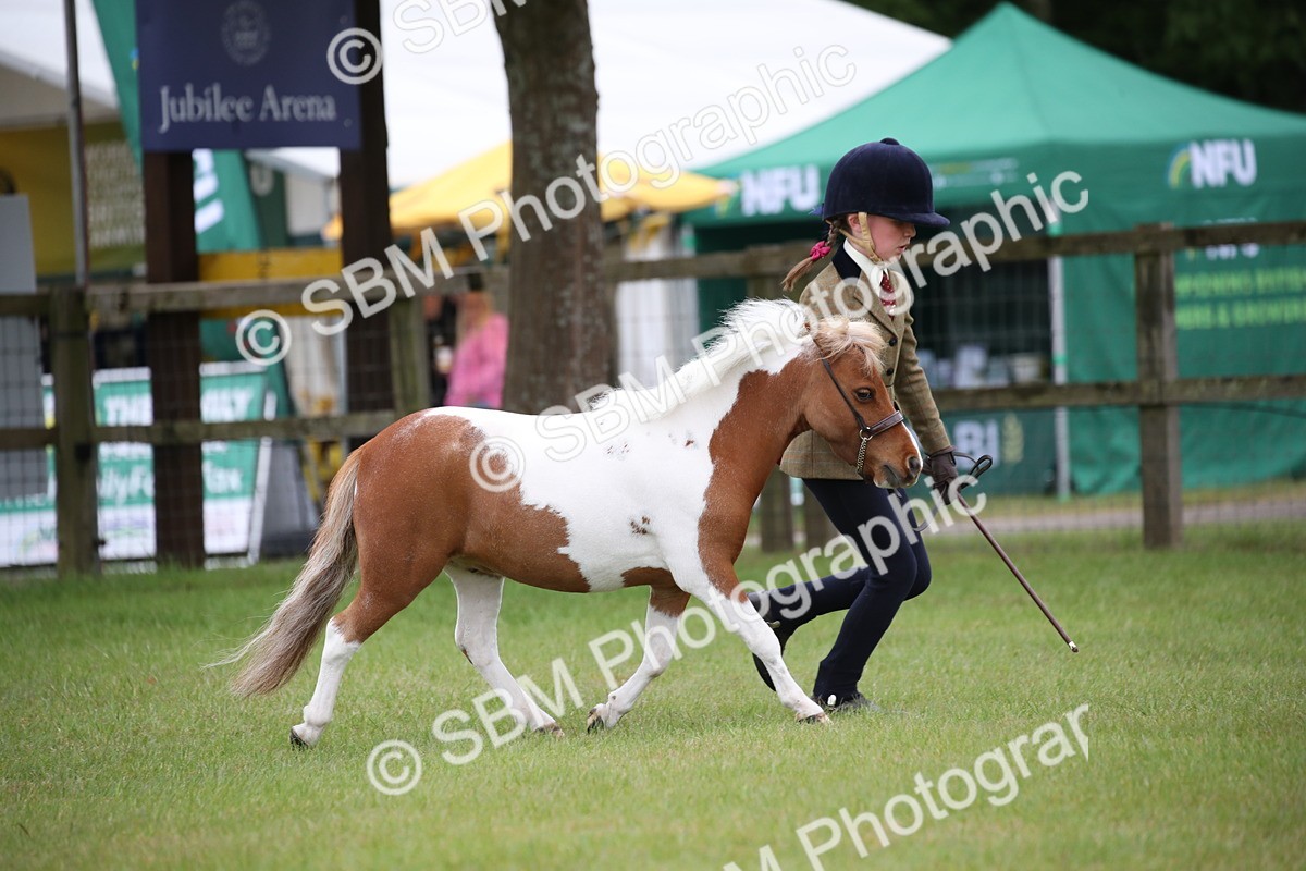 SBM_03886 - Class 23-25 - British Miniature Horse of the Year