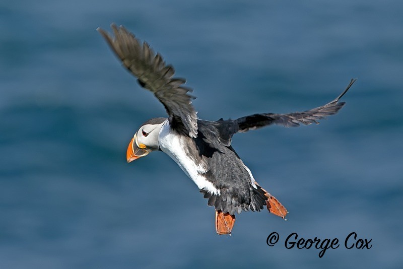 Puffin in Flight - Puffins